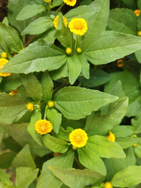 Foto groene natuurlijke achtergrond