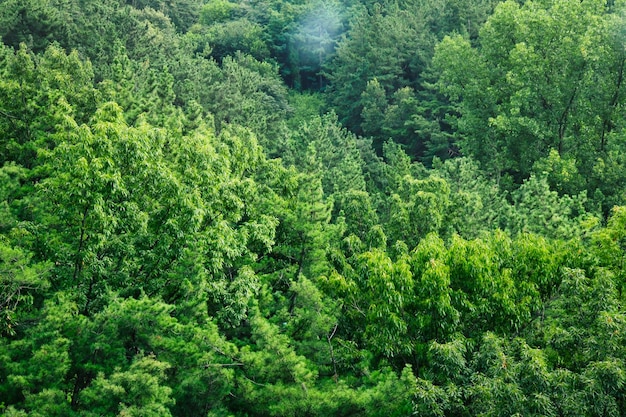 groene natuurlijke bos dichte bomen