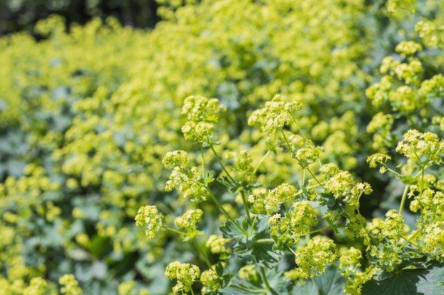 Foto groene natuurlijke en kleine boomachtergrond en textuur