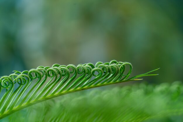 Groene natuurlijke textuur achtergrond.