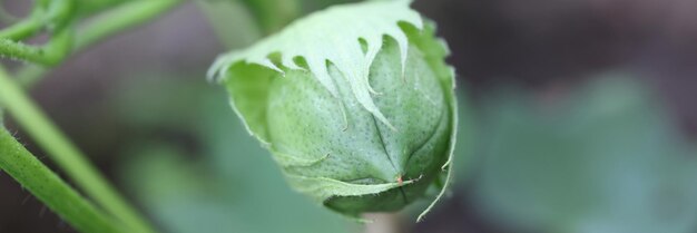 Groene nigella bloemknop in tuin close-up achtergrond geneeskrachtige planten concept