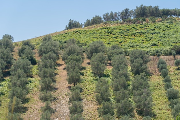 Groene olijfbomen landbouwgrond landbouwlandschap met olijven plant tussen heuvels olijfgaard tuin grote landbouwgebieden olijfbomen