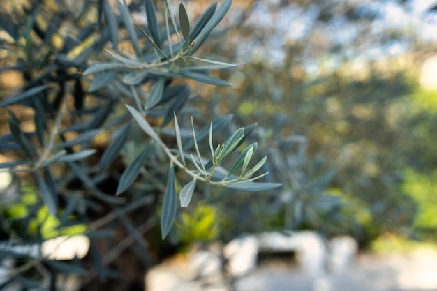 Groene olijfboom blad planten in de tuin