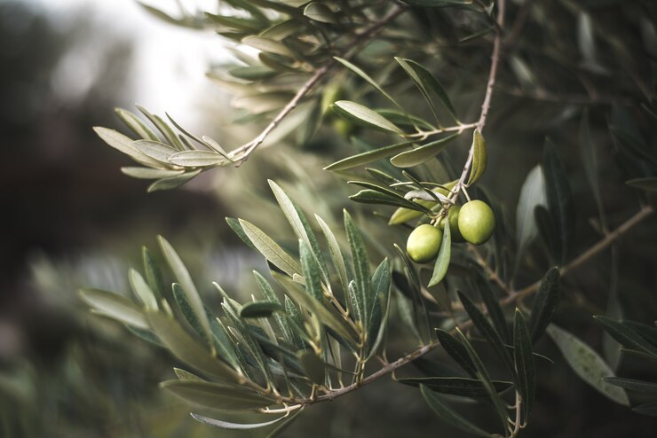Groene olijfboom in Marokko