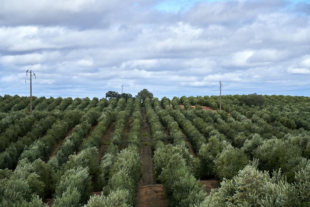 Groene olijfboomplantage onder de wolken in Portugal