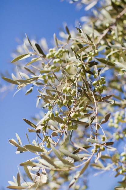 Groene olijfboomtakken buiten