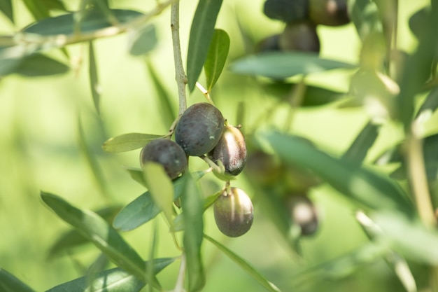 Groene Olijfolie die aan een boom hangt