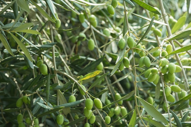 Groene Olijfolie die aan een boom hangt