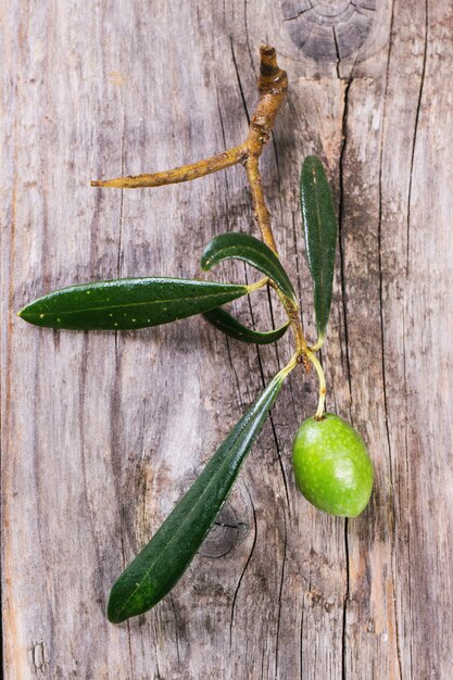 Groene olijftak