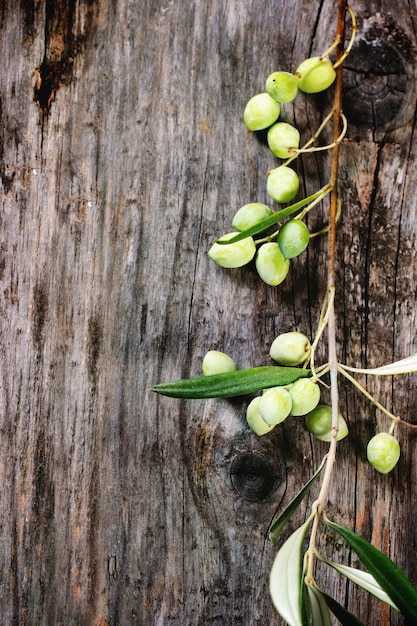 Groene olijftak