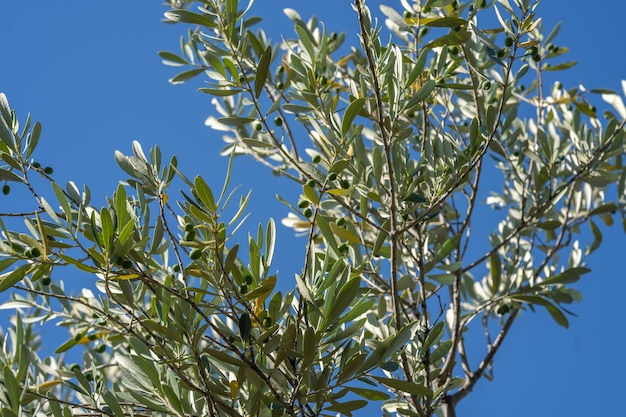 Foto groene olijven groeien in olijfboom in mediterrane plantage catalonië spanje