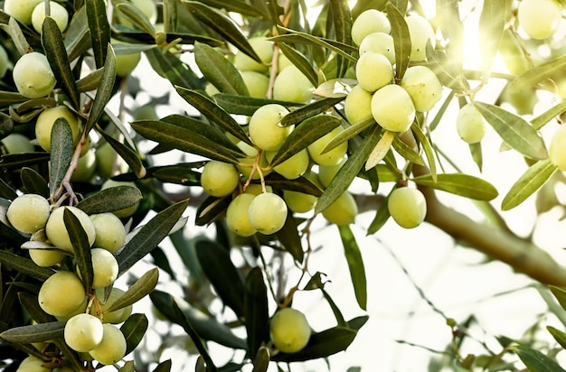 Groene olijven groeien op de olijfboom. Rauwe gezonde olijfvruchten op een boomtakken.