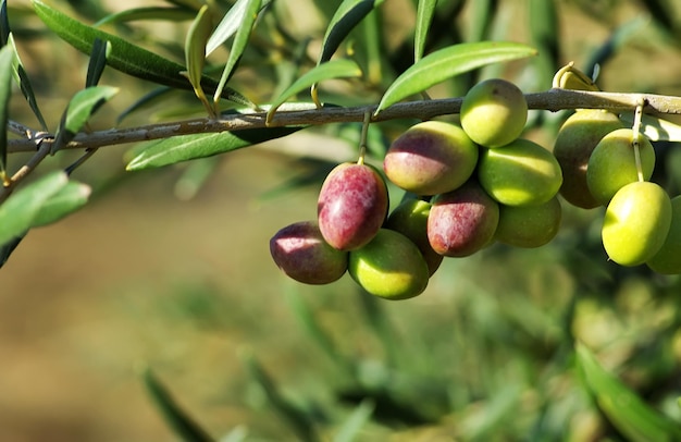 Groene olijven groeien op de tak van de boom