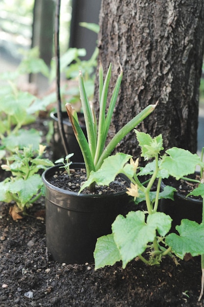 Groene omgeving en groene planten