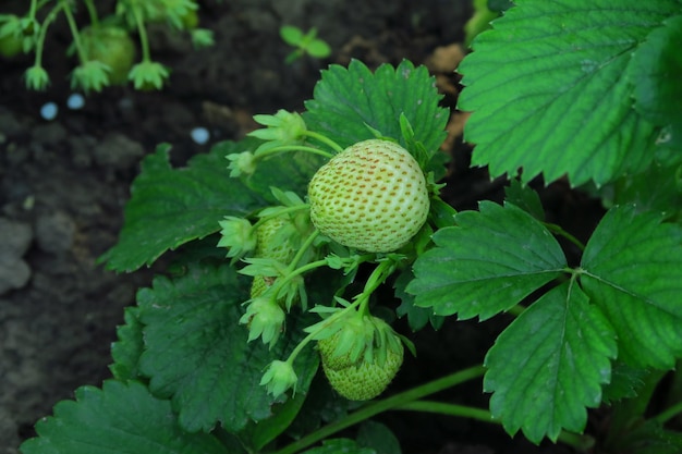 groene onrijpe aardbeien met bloemen op een aardbeienstruik in de tuin