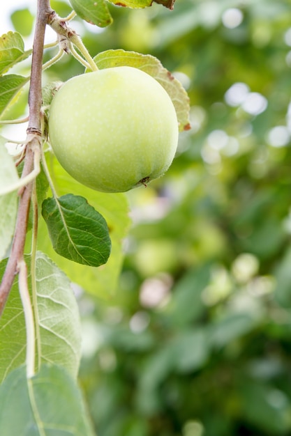 Groene onrijpe appel op een tak van de boom in de tuin in de zomerdag met natuurlijke achtergrond.