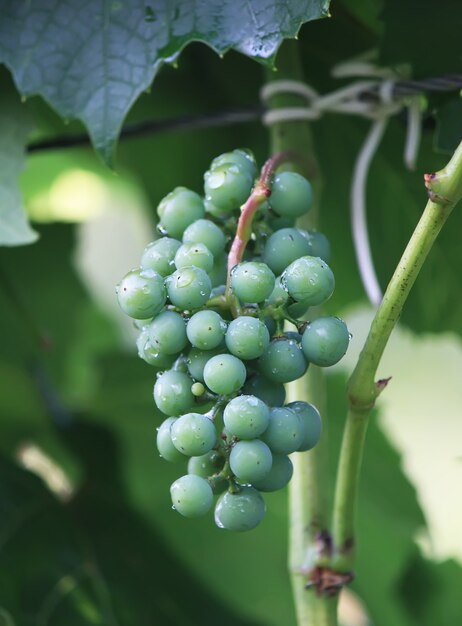 Groene onrijpe druiven in zonlicht op een wijn in de tuin