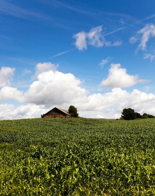 groene onrijpe maïs