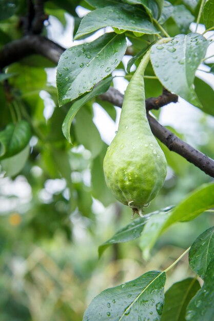 Groene onrijpe peer met waterdruppels op de boom in de tuin in de zomerdag met bladeren