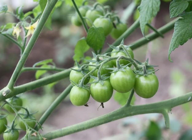 Groene onrijpe tomaten groeien in de kas