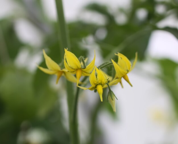 Groene onrijpe tomaten groeien in de kas.