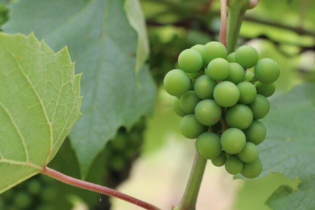 Groene onrijpe trossen druiven die aan takken hangen wijnstokken struik druivenstruik in de zomer onder de zon