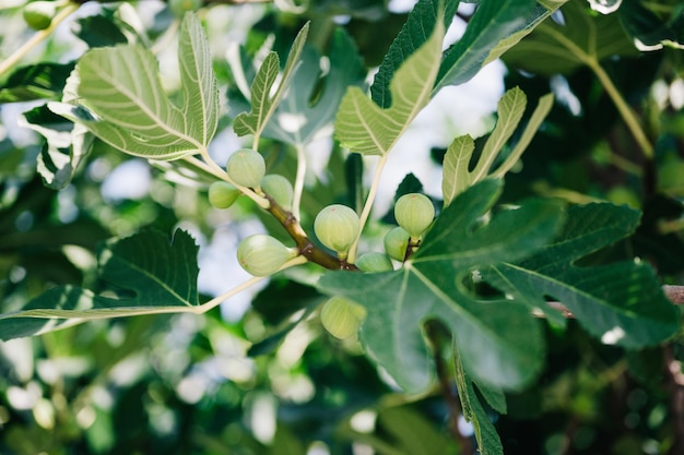 Groene onrijpe vijgenvruchten op de tak van een vijgenboom of sycamine met plantenbladeren gekweekt op wilde tuinboerderij die op zonnige zomerdag huisvesten