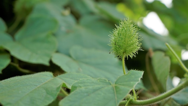 Groene onrijpe vrucht van Passiflora foetida ook bekend als bemoste passiebloem Lopende pop Wild water citroen etc