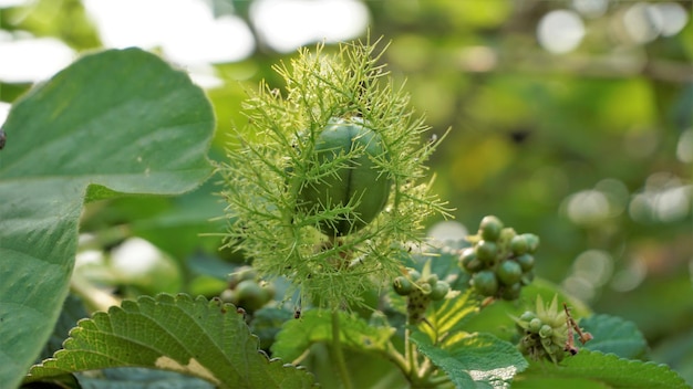 Groene onrijpe vrucht van Passiflora foetida ook bekend als bemoste passiebloem Lopende pop Wild water citroen etc