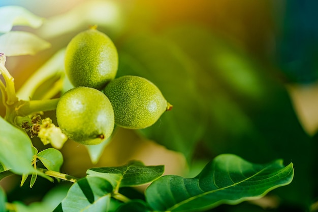 Groene onrijpe walnoot groeit op een boom op een zonnige dag Walnootboom