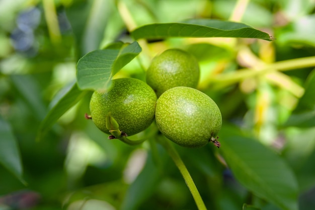 Groene onrijpe walnoten hangen aan een tak Close-up selectieve focus