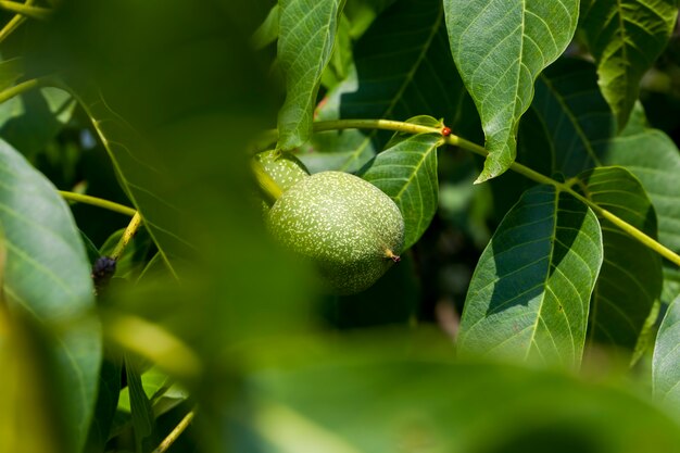 Groene onrijpe walnoten in de zomer