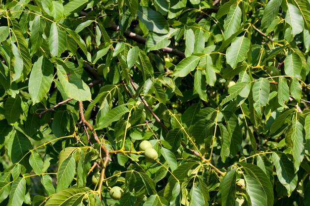 Groene onrijpe walnoten in de zomer