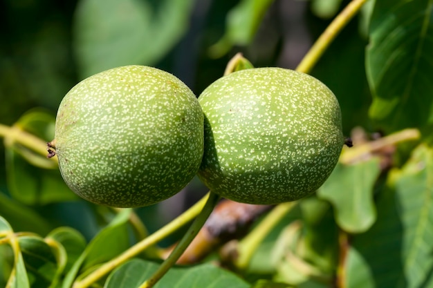 Groene onrijpe walnoten in de zomer