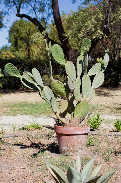 Foto groene opuntia cactus met vijgen