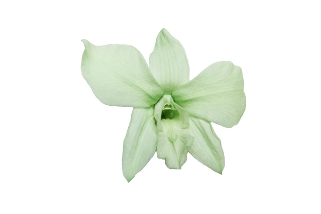 Groene Orchideebloem die op Witte Achtergrond wordt geïsoleerd