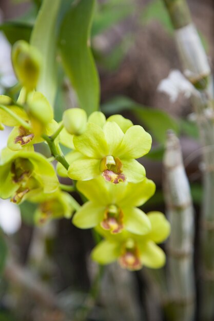 Groene orchideeën