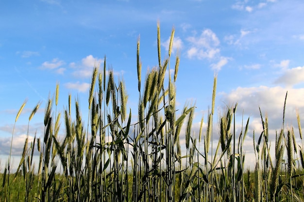 Groene oren op het veld gezaagd met tarwe