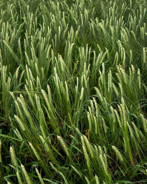 Groene oren van graan Rogge in de lente landbouw Granen rijpen in het veld Groene oor in close-up
