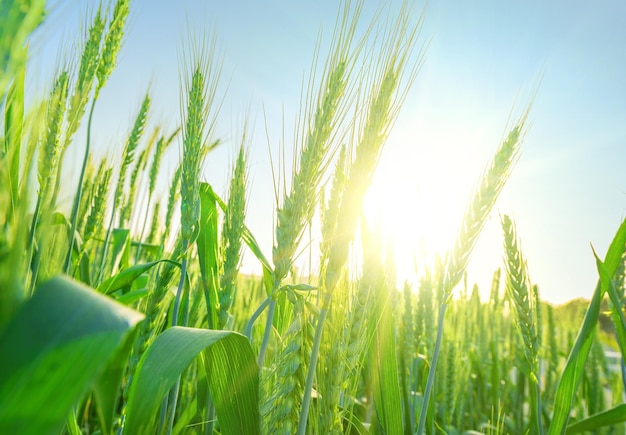 Groene oren van tarwe rijpen in veld close-up zonnevlam