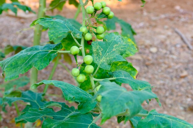 Foto groene organische bessenaubergine op tak