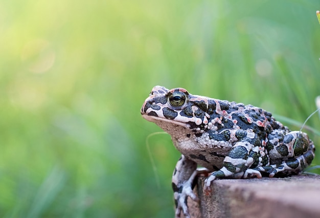 Groene pad in de tuin