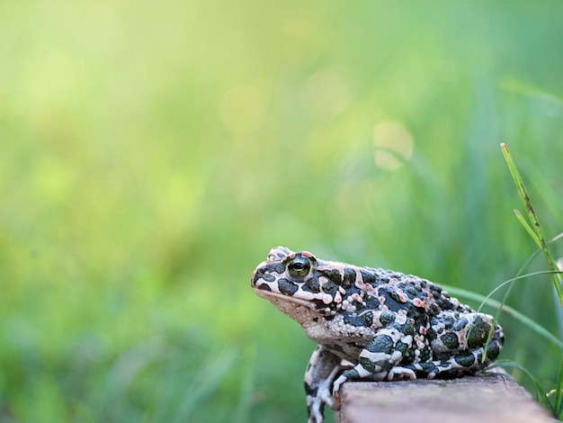 Groene pad in de tuin.