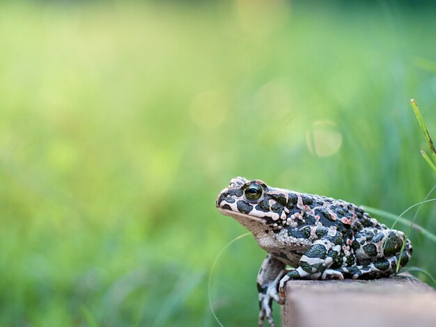 Groene pad in de tuin.