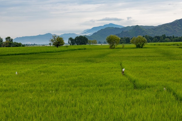 Groene padievelden met bewolkte hemelachtergrond van Swat-vallei in Pakistan