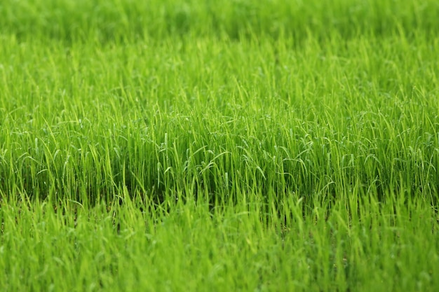 Groene padiezaailingen in Bangladesh