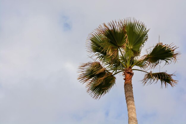 Groene Palm Canarische boom op de bewolkte hemelachtergrond