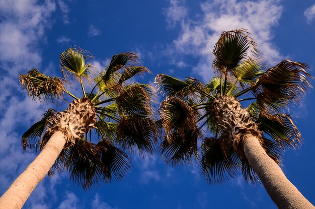 Foto groene palm canarische boom