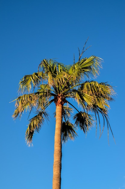 Groene Palm Canarische Boom