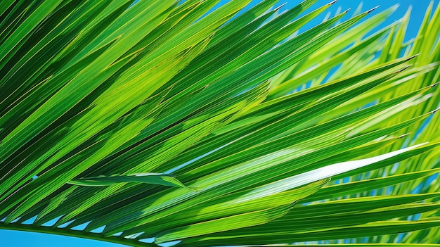 Groene palmblaadjes op de achtergrond